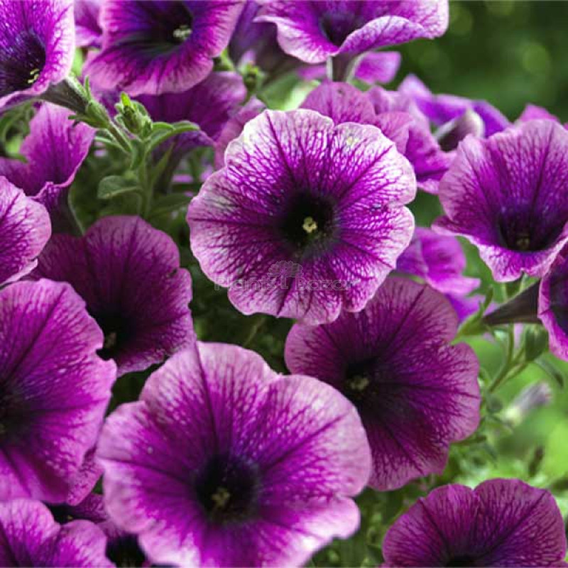 Petunia Grandiflora Purple Flowering Seeds