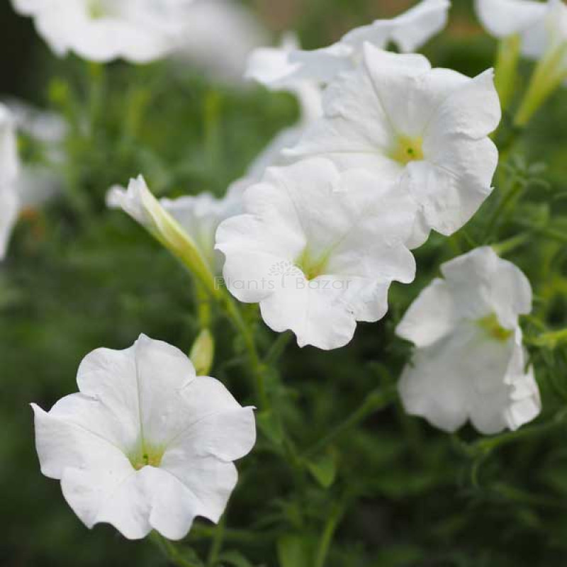 Petunia Grandiflora White Flowering Seeds