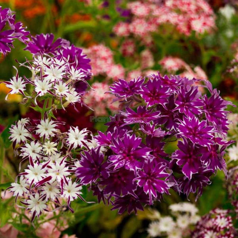 Phlox Beauty Mixed Color Flowering Seeds