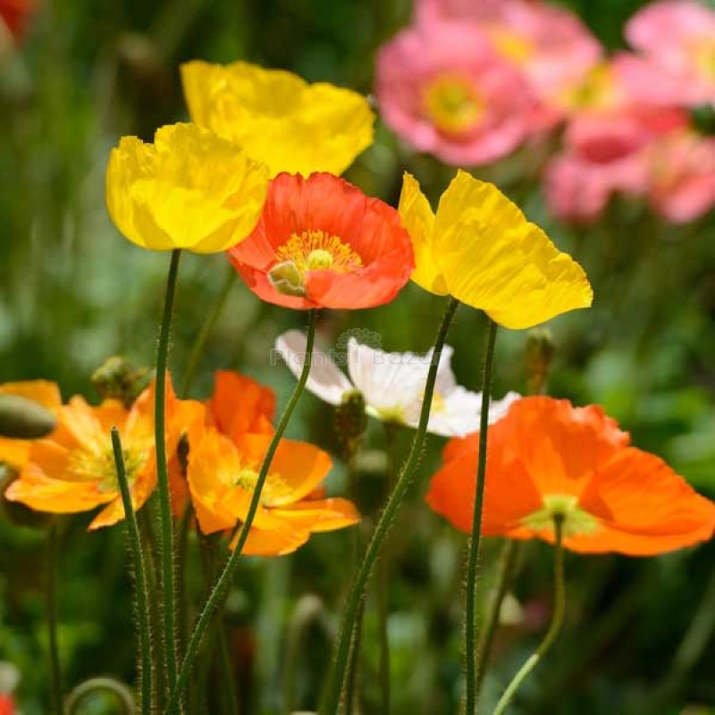 Poppy Iceland Nudicale Mixed Color Flowering Seeds