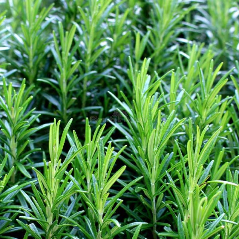 Rosemary Herb Seeds