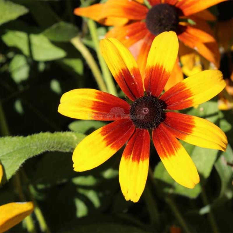 Rudbeckia Gloriosa Daisy Flowering Seeds
