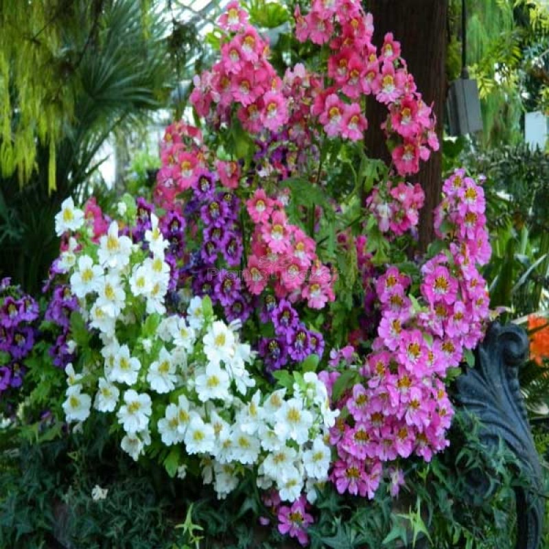 Schizanthus Angel Mixed Color Flowering Seeds