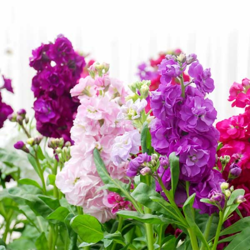 Stock Matthiola Incana Double Mixed Color Flowering Seeds