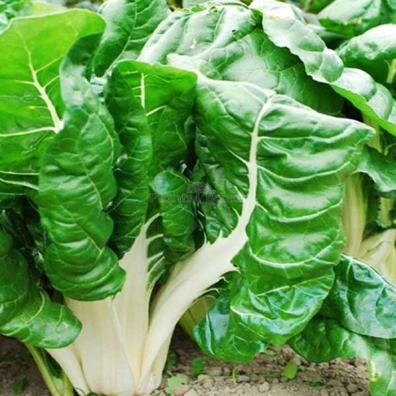 Swiss Chard Vegetable Seeds