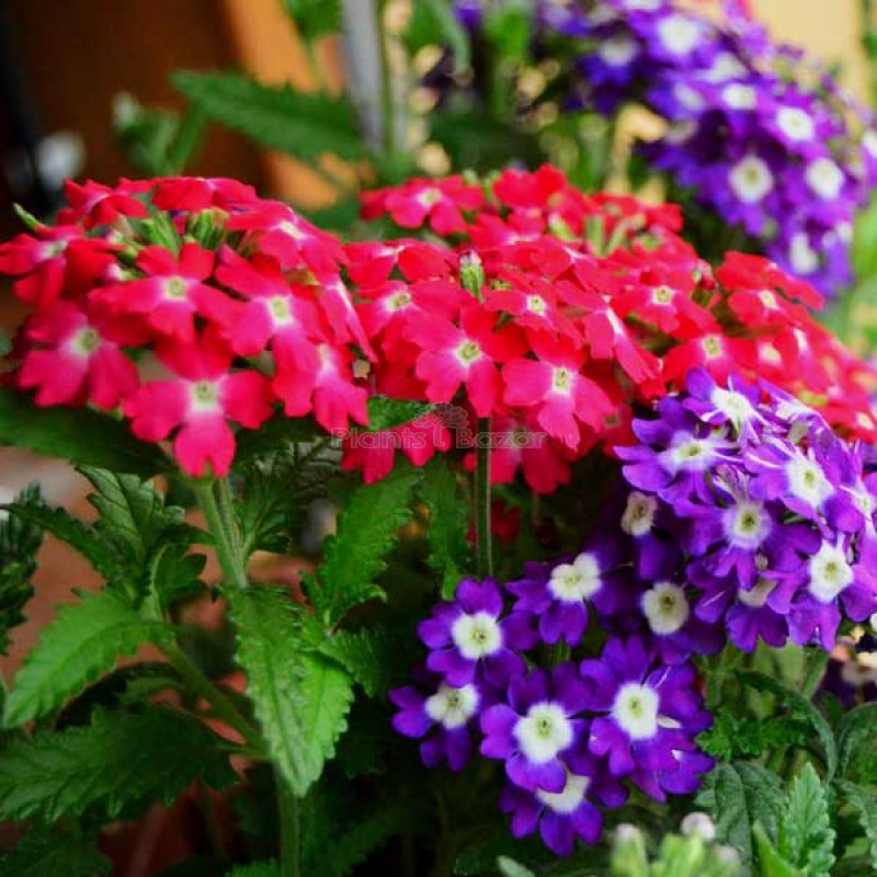 Verbena Quartz Mixed Color Flowering Seeds