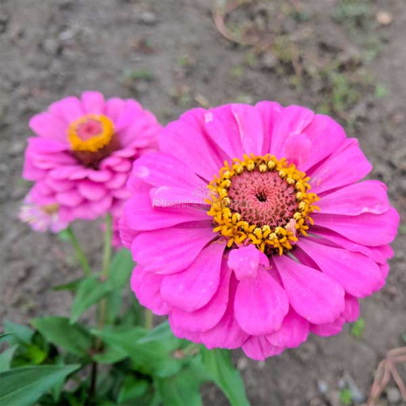 Zinnia F1 Tall Pink Flowering Seeds