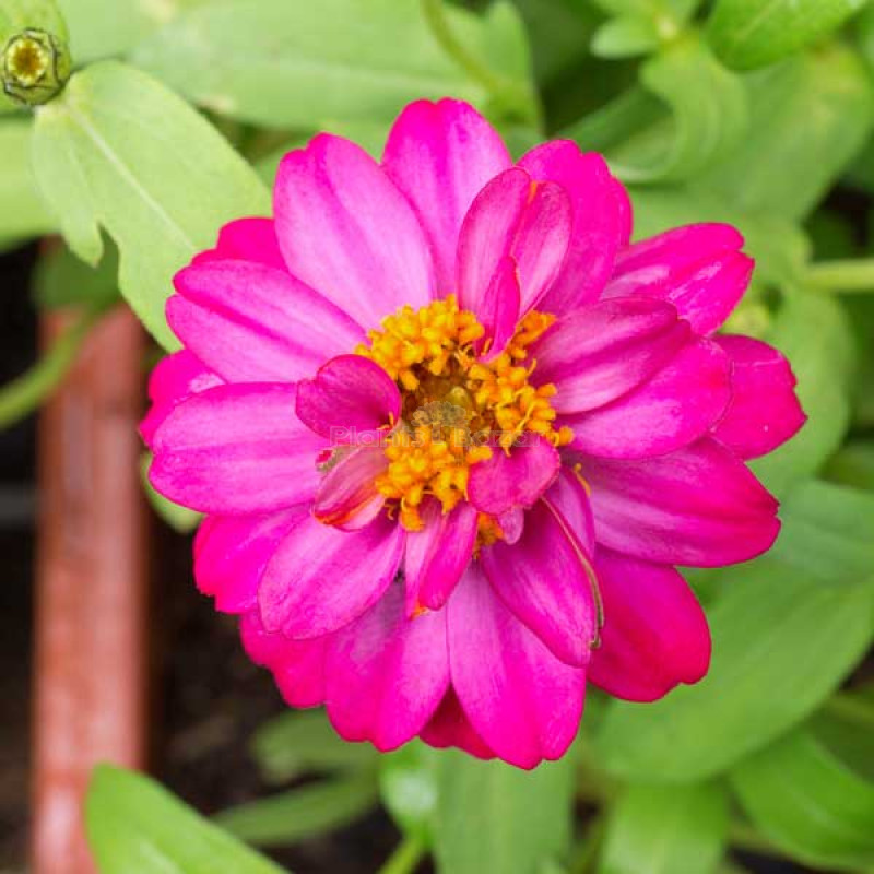 Zinnia F1 Tall Purple Flowering Seeds