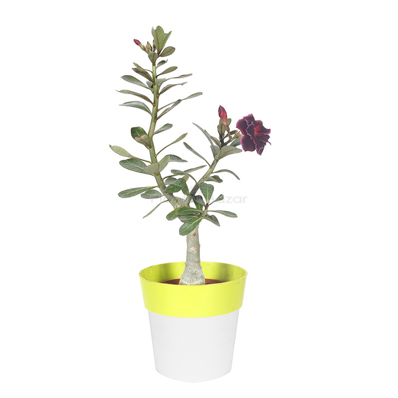 Adenium Multipetal (Dark Violet)