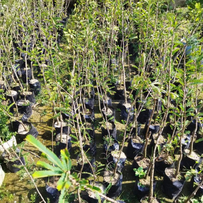 Dream Mall Amra Fruit Plant (All Time)