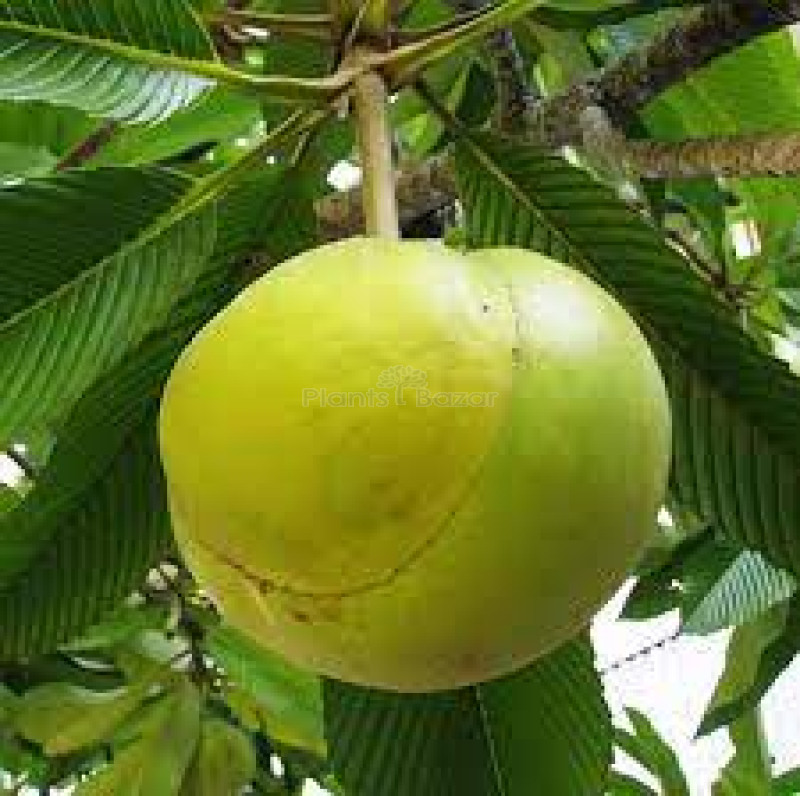 All time chalta / elephant apple- plant