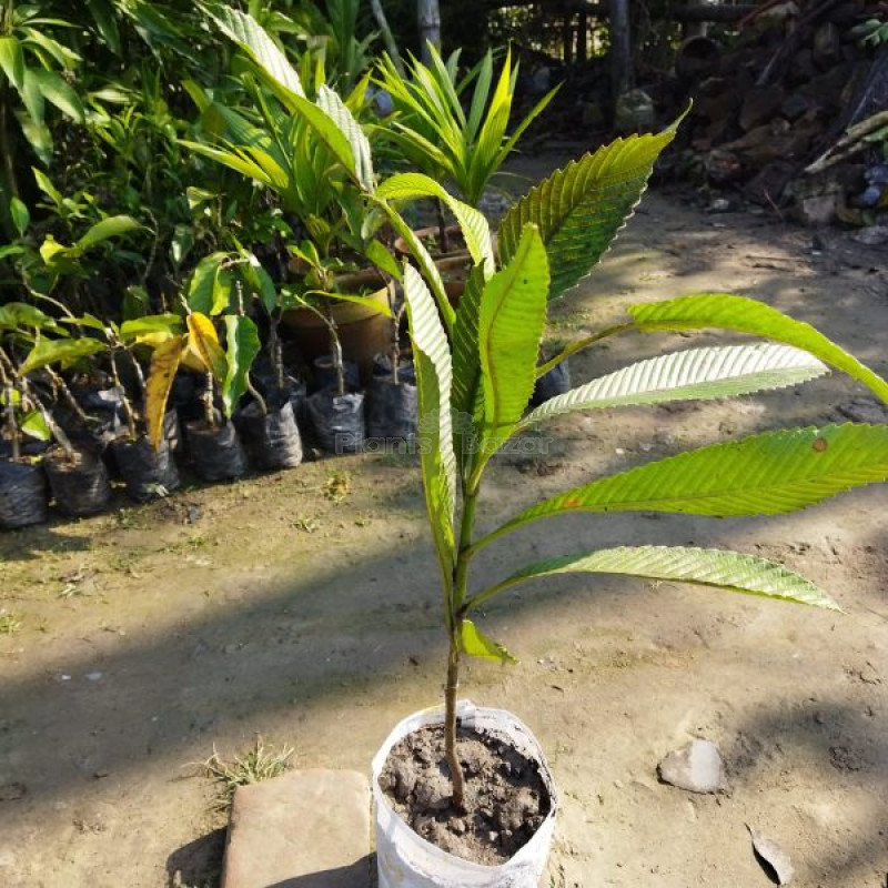 All time chalta / elephant apple- plant
