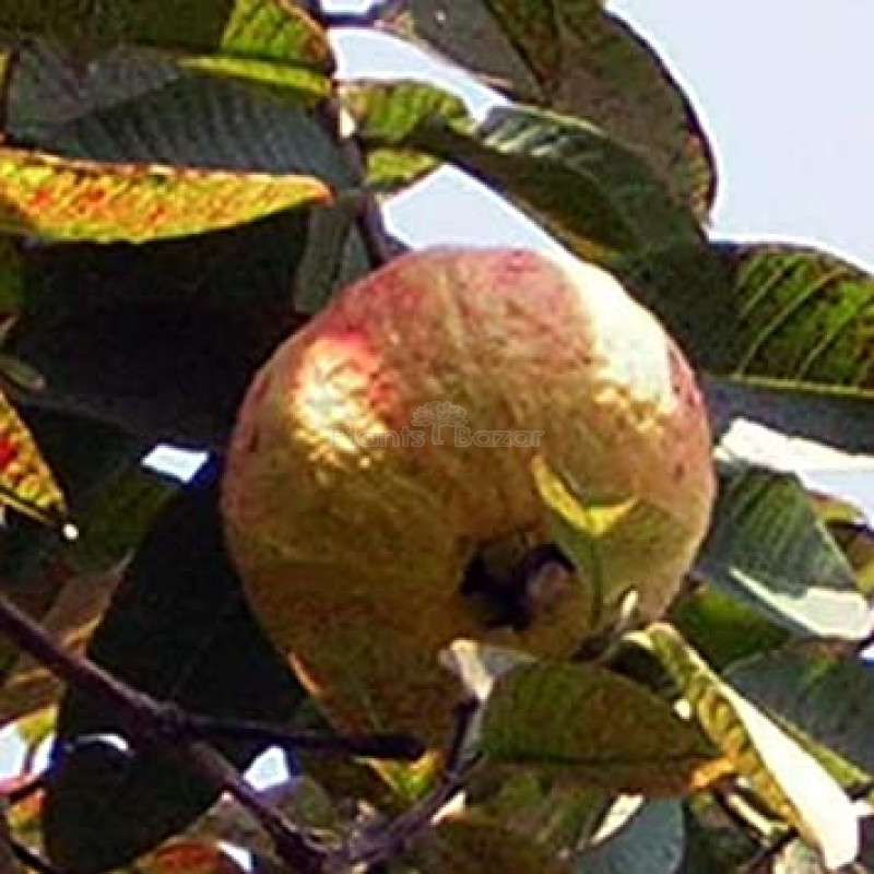 Allahabad Guava-Fruit Plant
