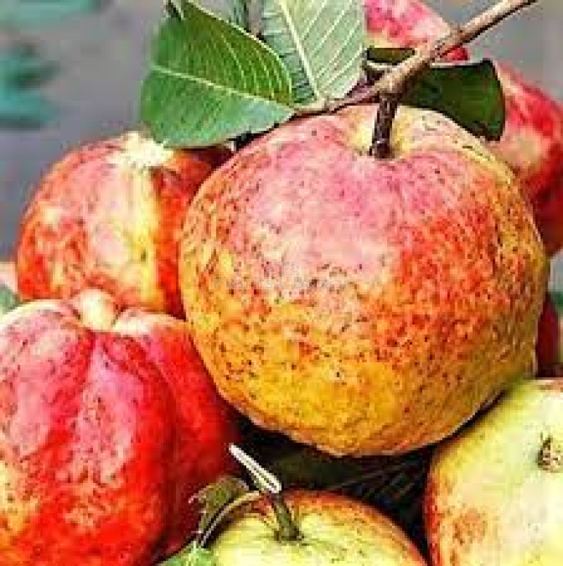 Allahabad Guava-Fruit Plant