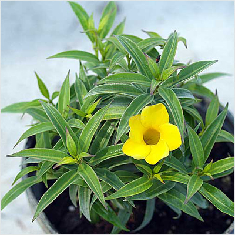 Allamanda Flower Plant