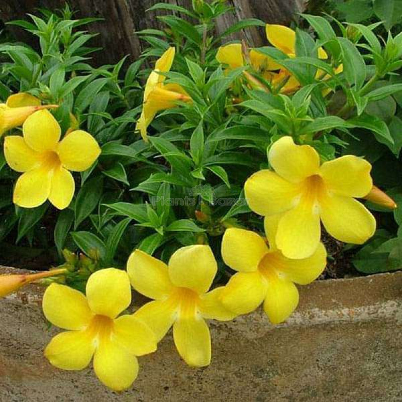 Allamanda Flower Plant