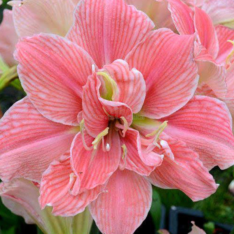 Ameraj Lili Pink Shaded Flower Bulbs