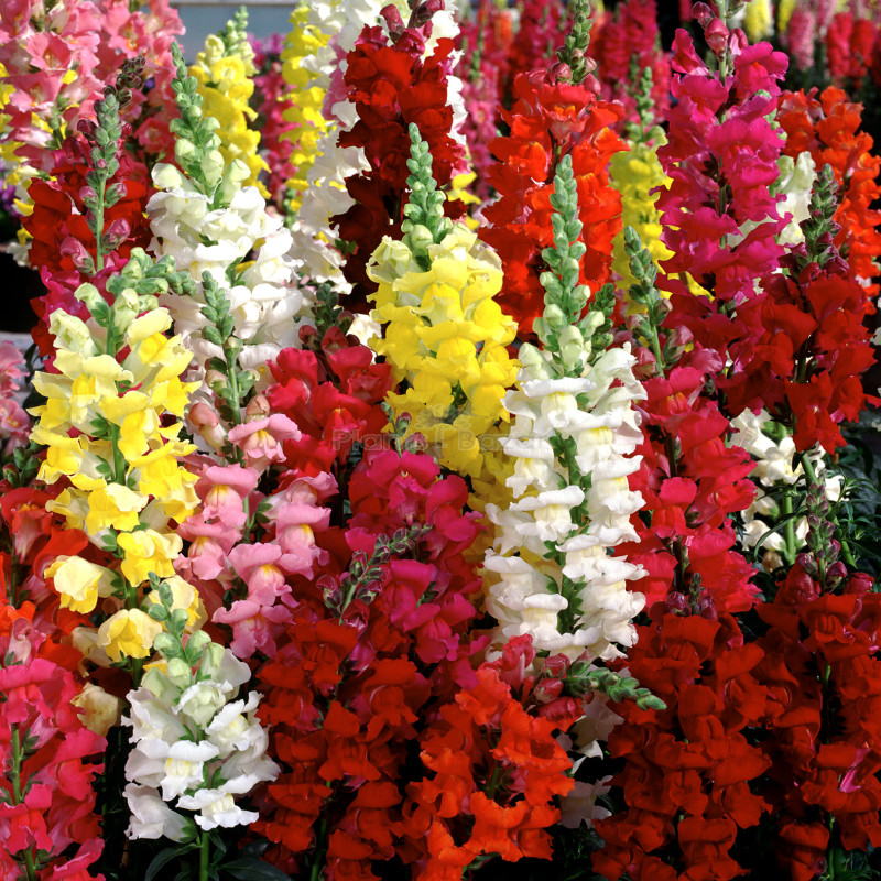 Antirrhinum Dwarf Mixed Hybrid Flowering Seeds