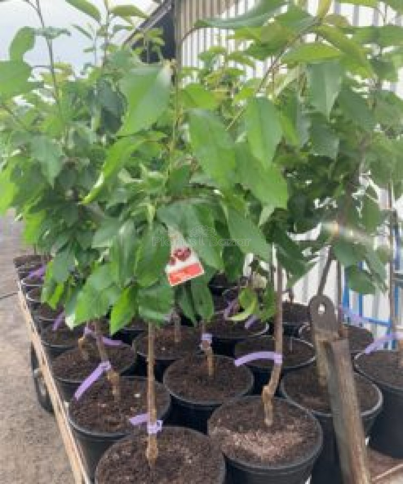 Apricot Fruit Plant