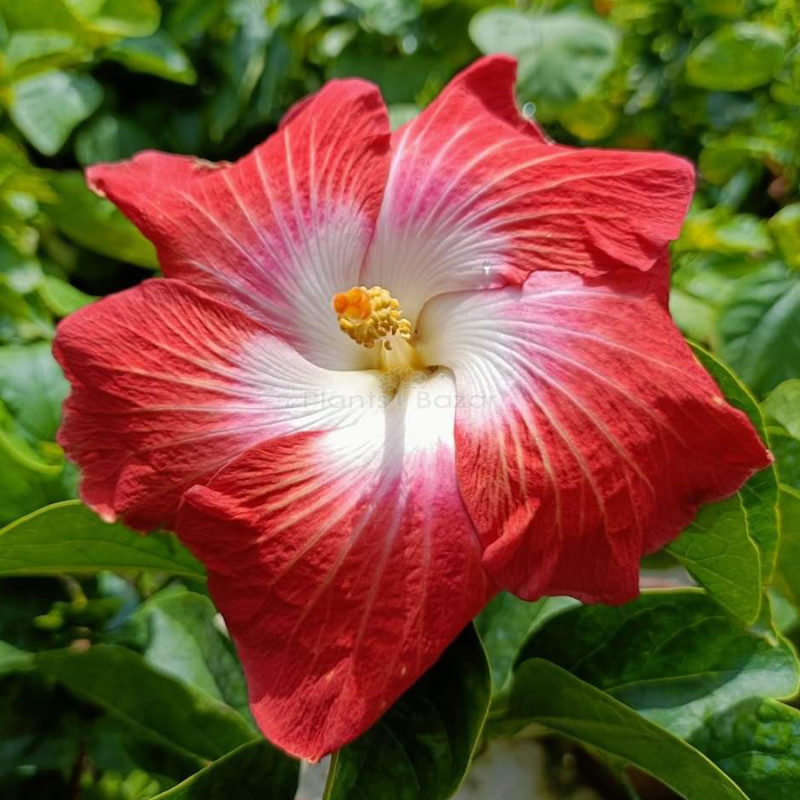 Australia Hybiscus Red & White Shade Plant