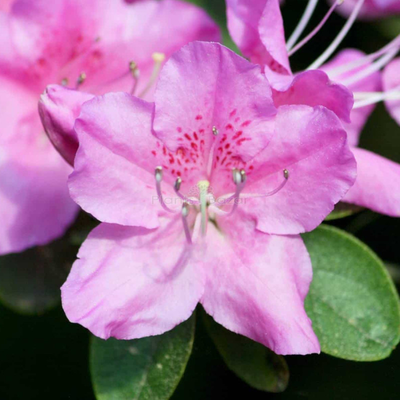 Azalea Purple Color flower Plant