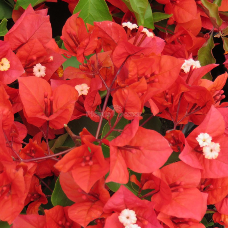 Bougainville Red Color flower plants
