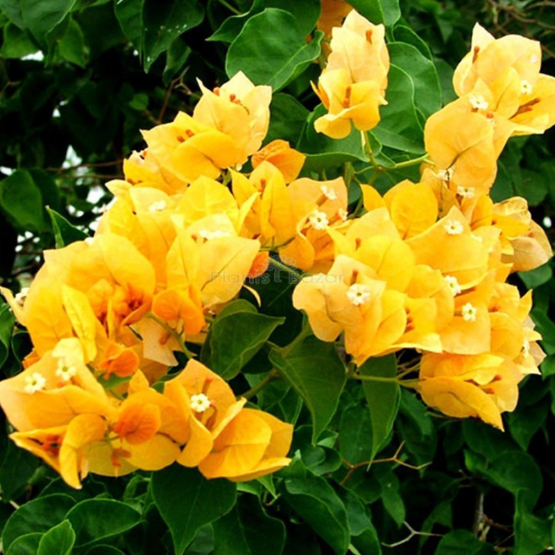 Buy Bougainville Yellow Color flower plants Online at Plants Bazar