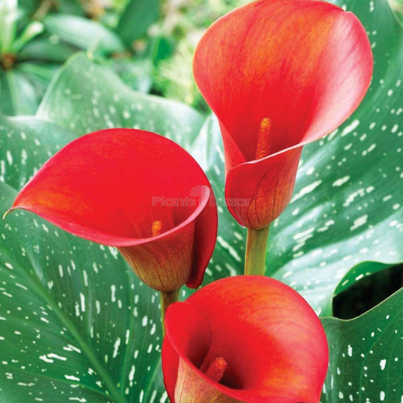 Calla lily Red bulb