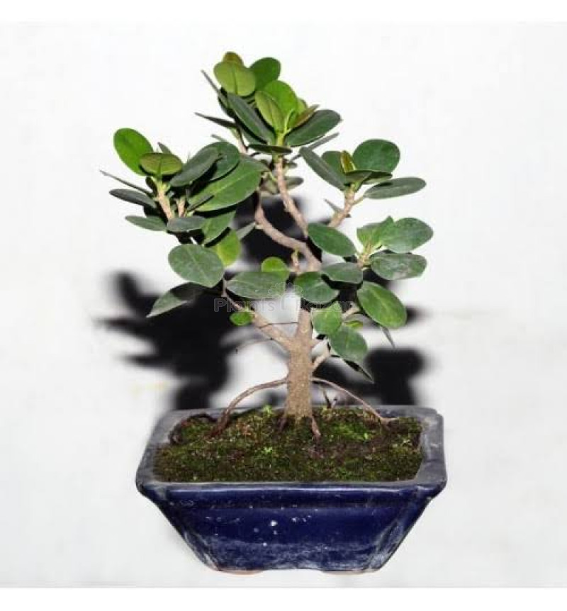 Chinna Bot Fruit Plant