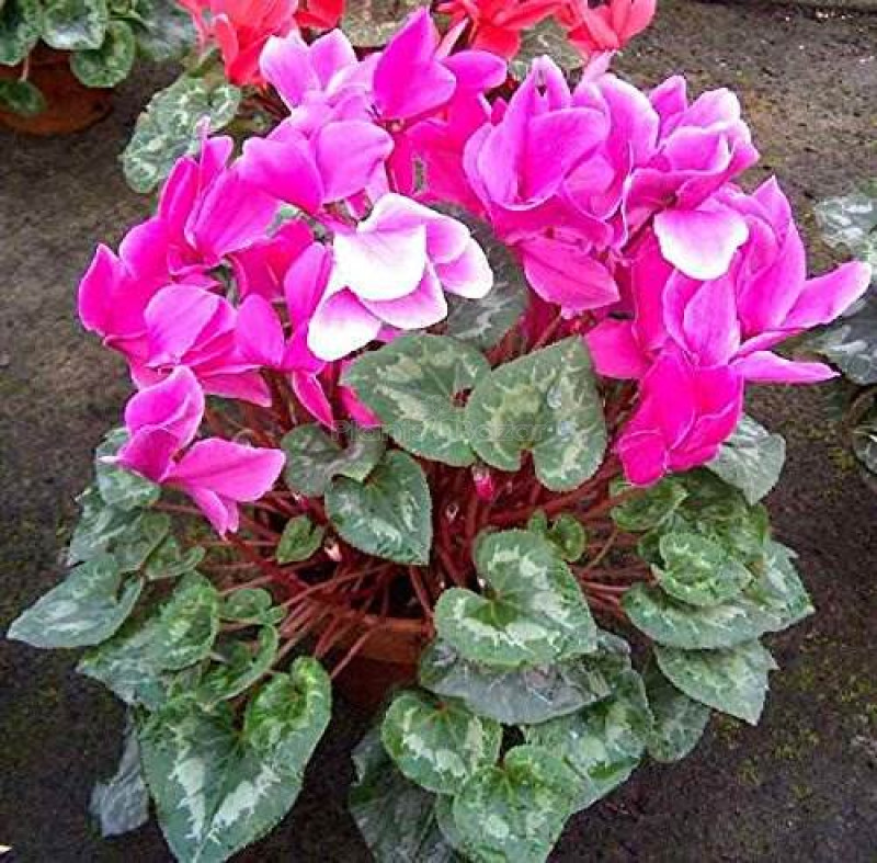Cyclamen Persicum Plant