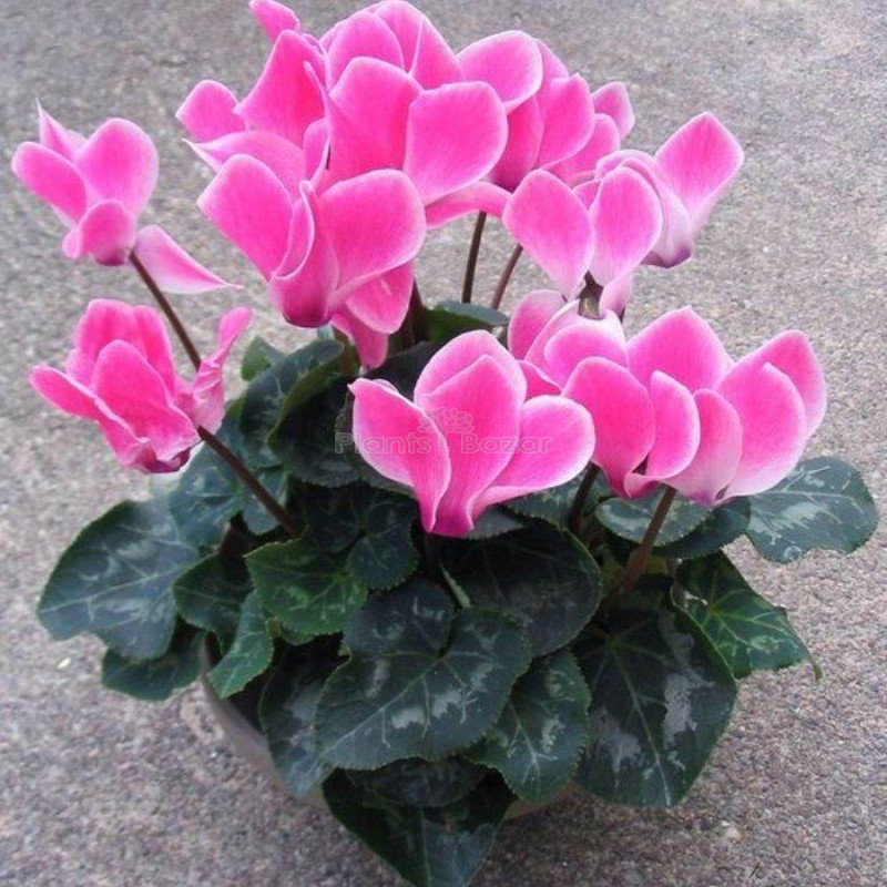 Cyclamen Persicum Plant