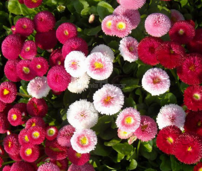 Daisy Mixed Bellis Perensis Hybrid Flowering Seeds