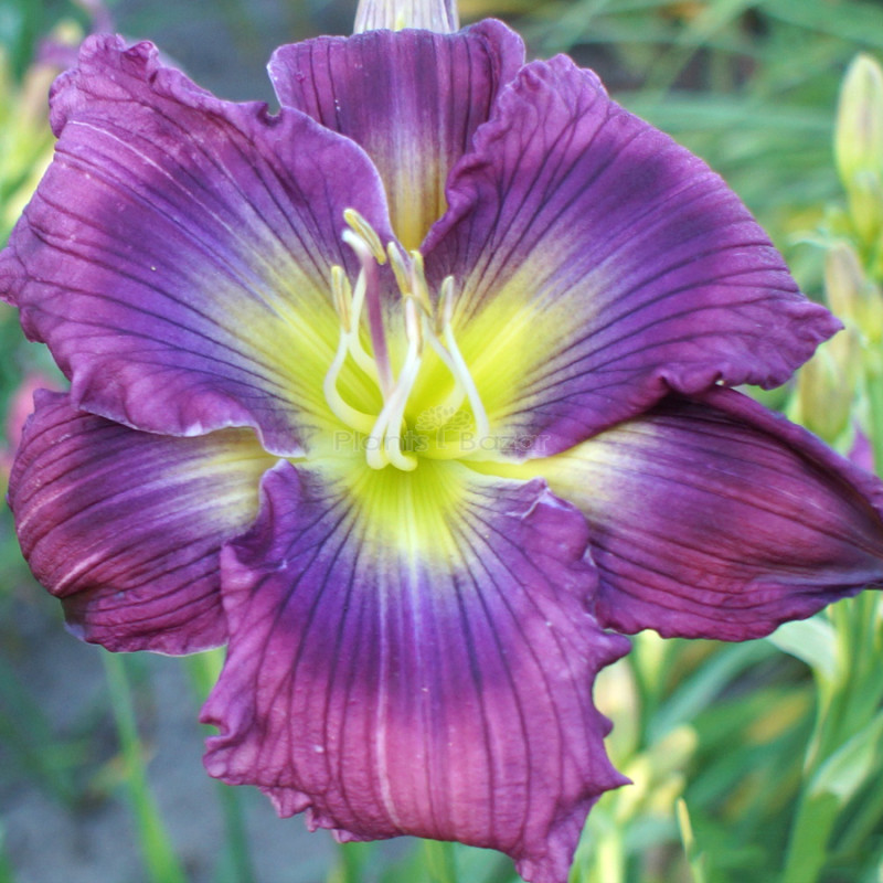 Daylily Red & Yellow Shade Flower Bulbs
