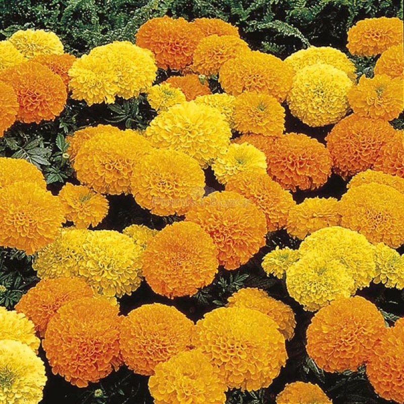 F1 Marigold Inca Mixed Hybrid Flowering Seeds