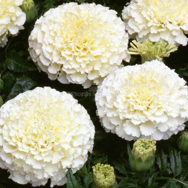 F-1 Marigold Vanilla White Hybrid Flowering Seeds
