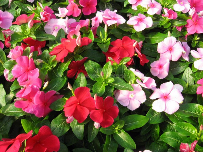 F1 Trailing Vinca Mixed Hybrid Flowering Seeds