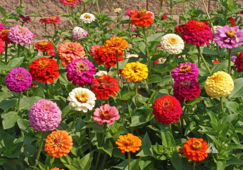 F1 Zinnia Sacbiosa Mixed Hybrid Flowering Seeds