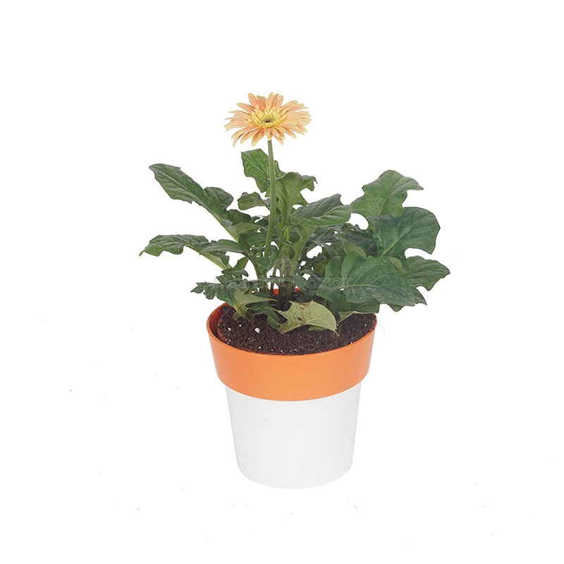 Gerbera - Perennial Flower