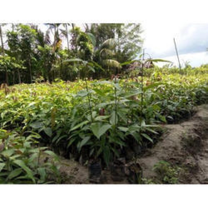 Gourmati Mango Fruit Grafted Plant