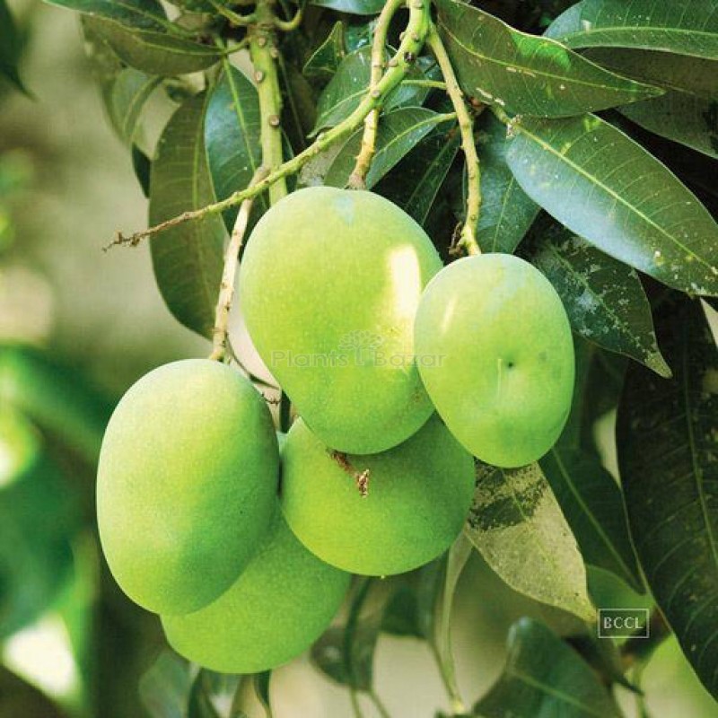 Gourmati Mango Fruit Grafted Plant