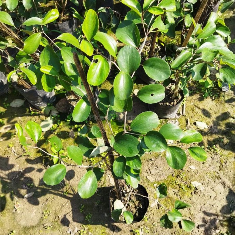 Thai variety apple ber Fruit Plant
