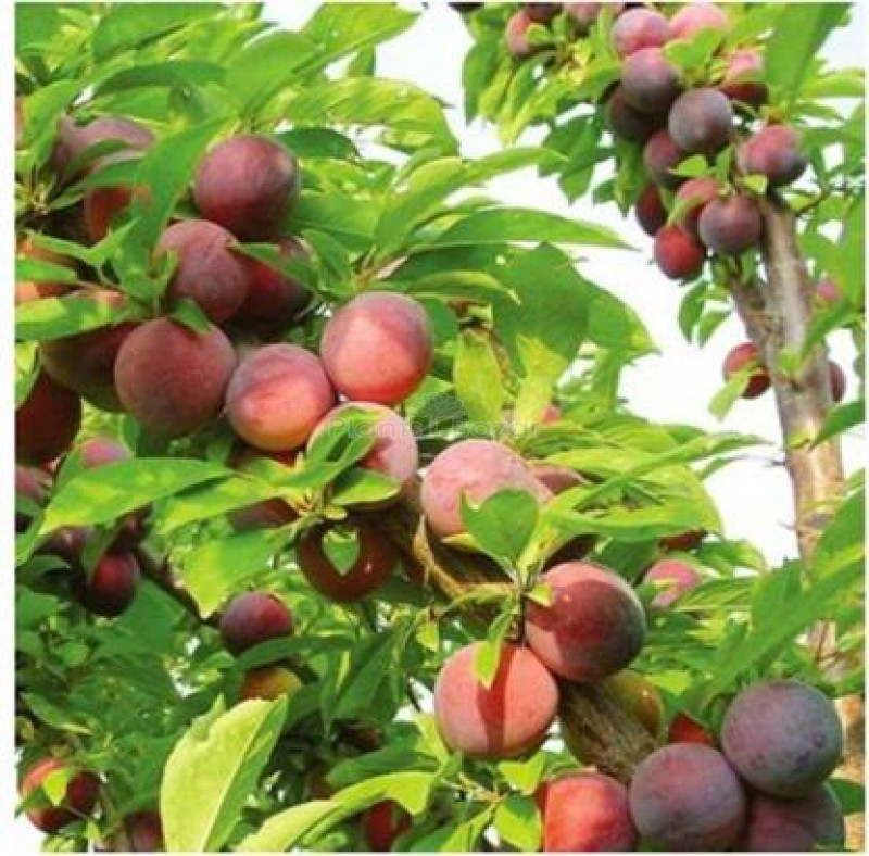 Hybrid Alubukra Fruit Plant