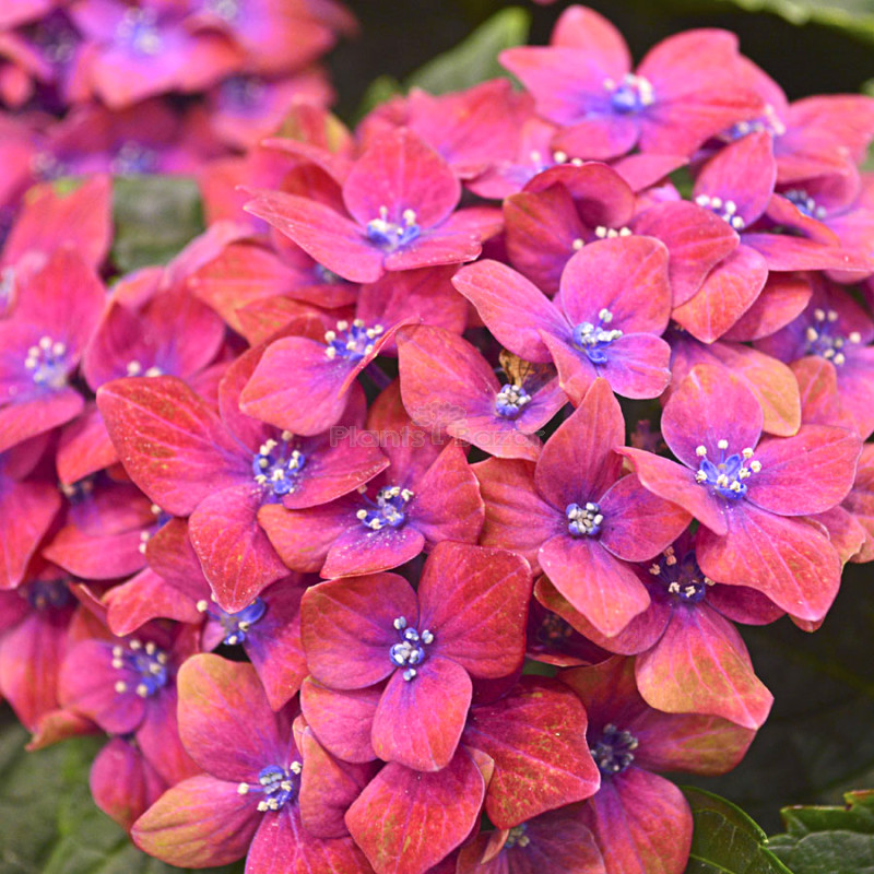 Hybrid Hydrangea Red & Blue Shade Flower Plant