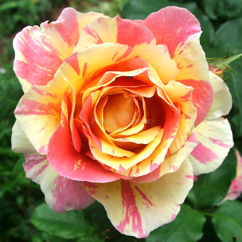 Hybrid Rose Pink & Yellow Shaded Flower Plant
