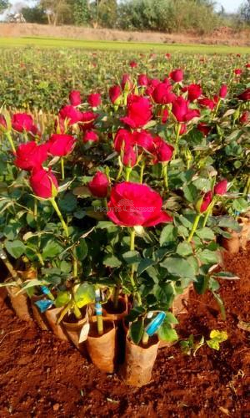 Hybrid Rose Plant