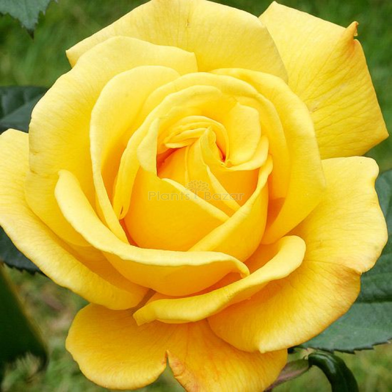 Hybrid Rose Yellow plant