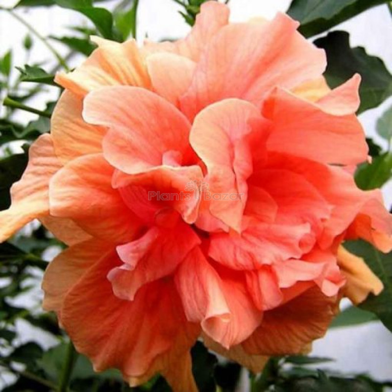 Hybrid Thoka Hybiscus Plant