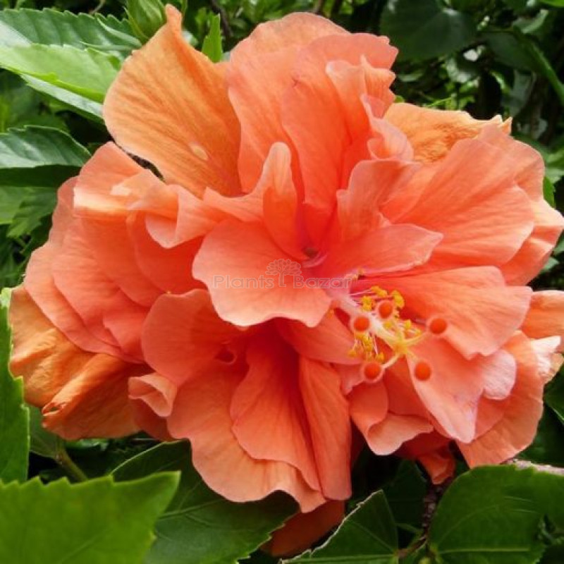 Hybrid Thoka Hybiscus Plant