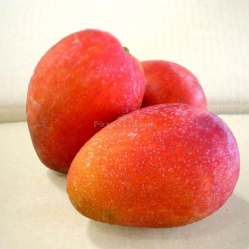 Irwin Purple Mango Plant (Grafted)