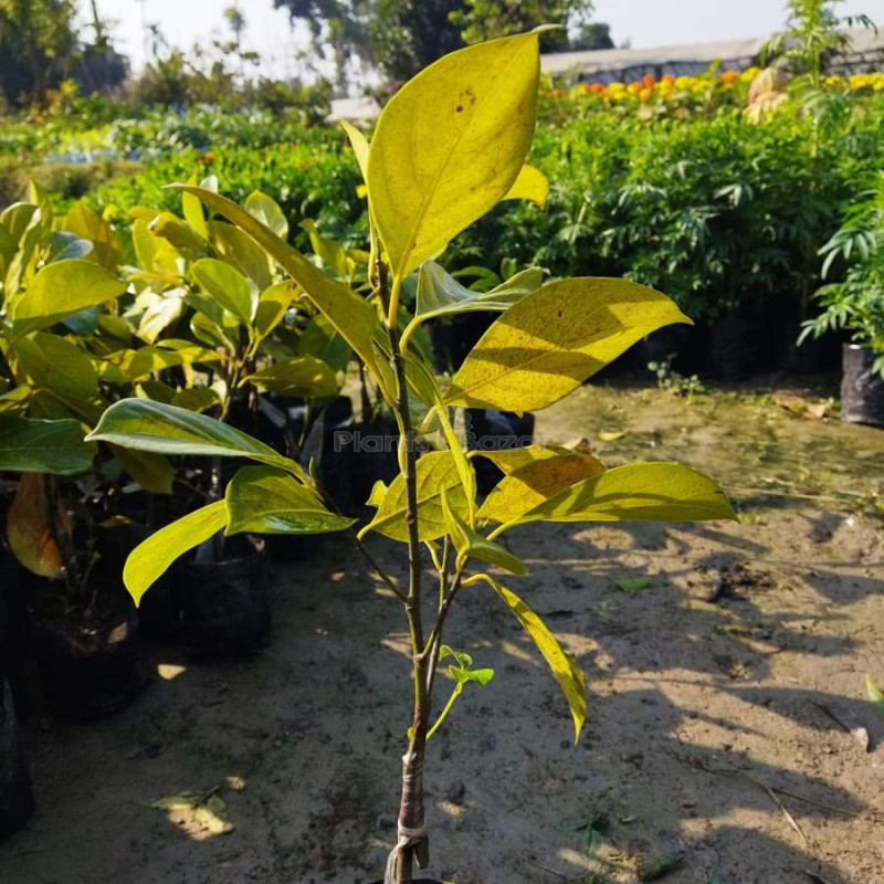 Jack Fruit Plant